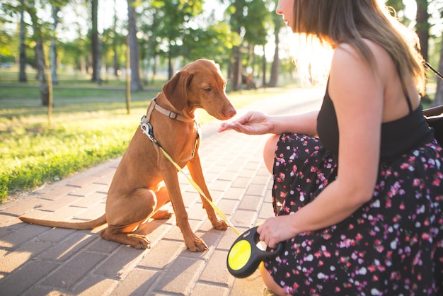 Woman and a young dog in a park on a walk. woman feeds the dog with her hands on the alley in the park