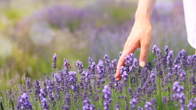 Woman039s hand in lavender flowers The concept of natural cosmetics Place for text Banner
