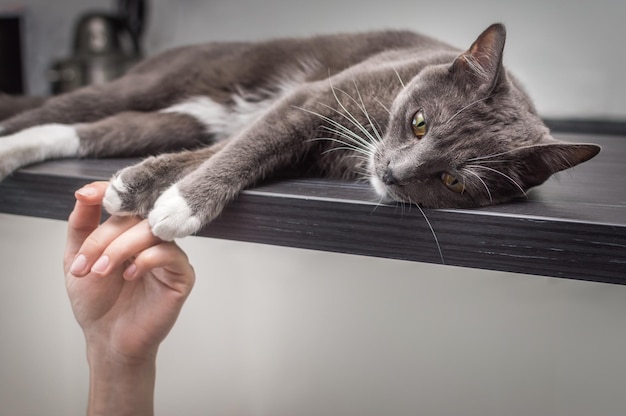 Woman39s hand and gray cat closeup Love for cats concept