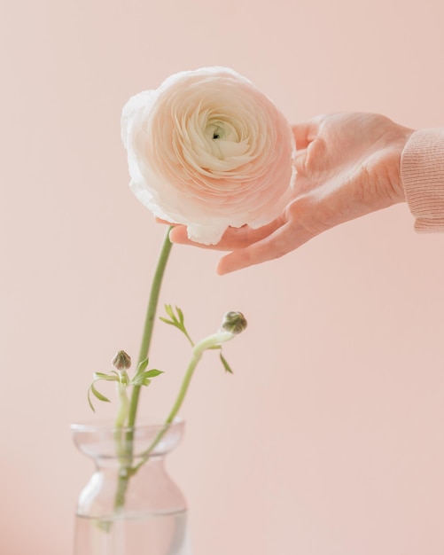 Foto la mano della donna tiene il fiore del ranuncolo sul mazzo rosa della carta del regalo del fondo