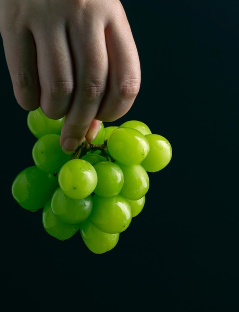 A woman39s hand holds green grapes in the air on a black background A bunch of green juicy grapes with copy space Shooting in the dark