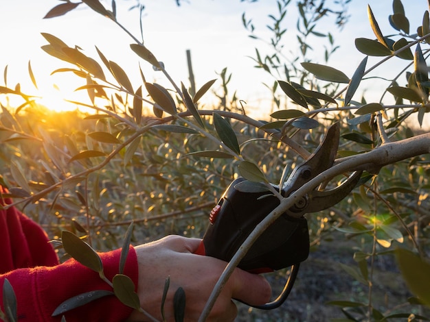 Woman39s hand with electric scissors pruning olives tree