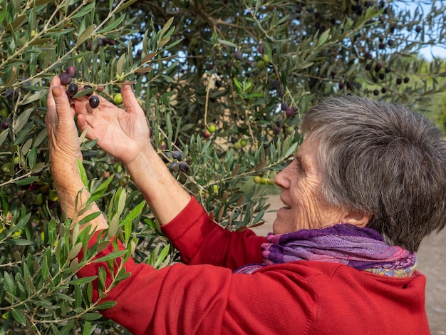 Руки женщины 39 собирают виноград