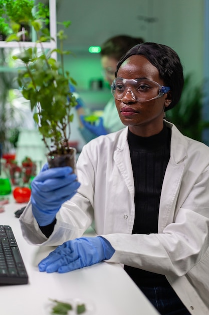 Womanresearcher looking at green sapling comparing with tomato