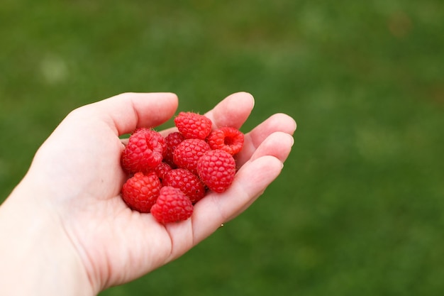 Womans hand holding a handful of red berriesraspberries