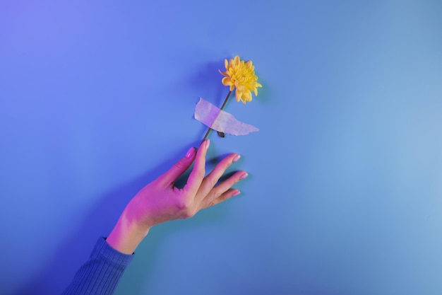 사진 여자 의 손 은 파란색 벽 에 붙여진 꽃 을 들고 있다