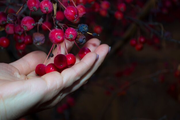 A womans hand holds autumn wild apples