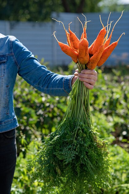 The womans hand holds a bunch of carrots Freshly picked vegetables delivery concept