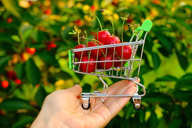 A womans hand holds a mini shopping trolley in the hand and carries cart along the cherries trees