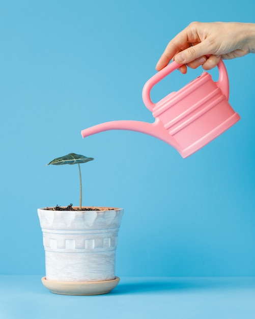 A womans hand holds a pink watering can and waters a houseplant in a light pot