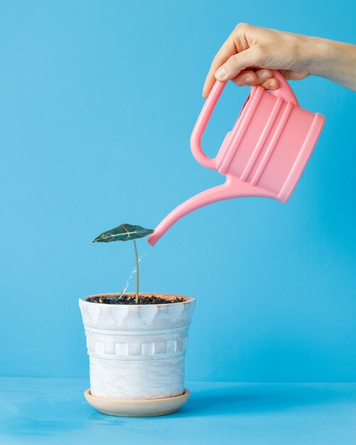 A womans hand holds a pink watering can and waters a houseplant in a light pot