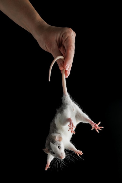 Photo a womans hand holds a rat by the tail the rodent was caught colored mouse isolated on a black background place for inscription and heading