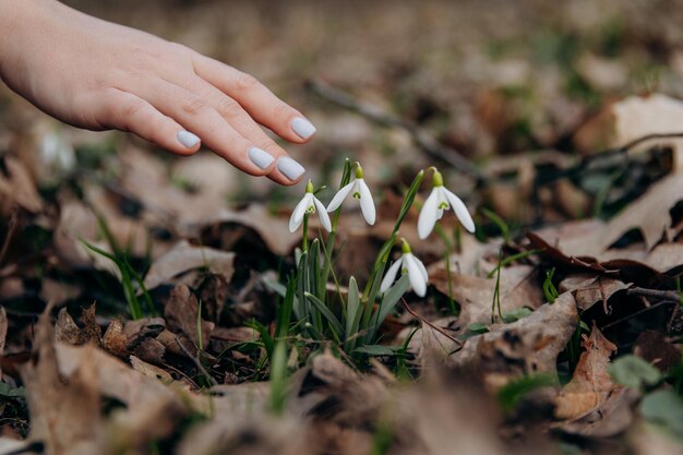 Foto la mano di una donna raccoglie una goccia di neve nella foresta una foto da vicino