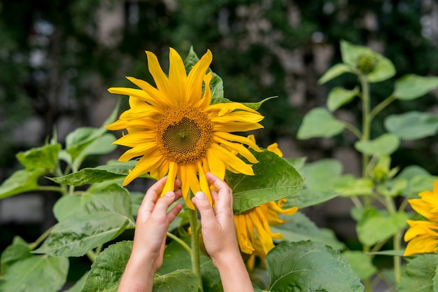 Womans hand with sunflowers blooming in summer