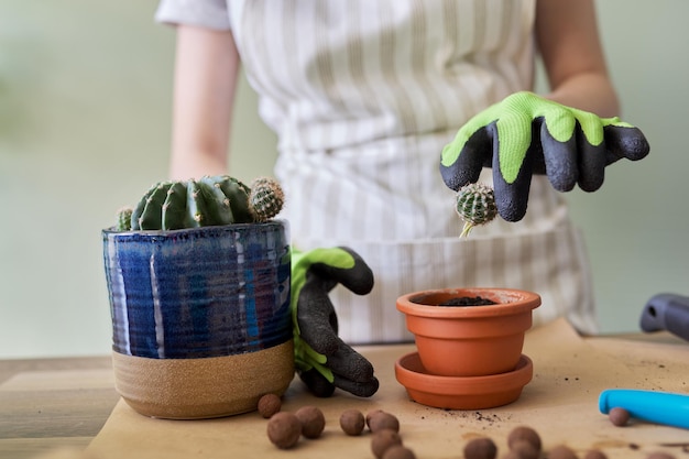 鍋に若いサボテンの植物を植える手袋をはめた女性の手。趣味、レジャー、観葉植物、家庭菜園、鉢植えの友達のコンセプト