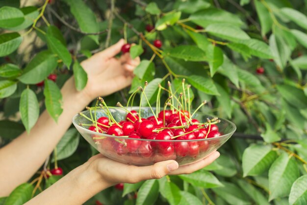 Le mani della donna che tengono ciotola di ciliege rosse fresche mature