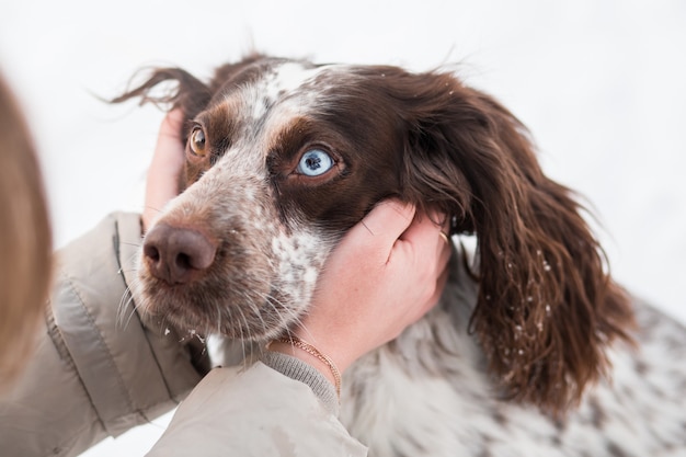 Womans hands holding chocolate spaniel face with different eyes in winter