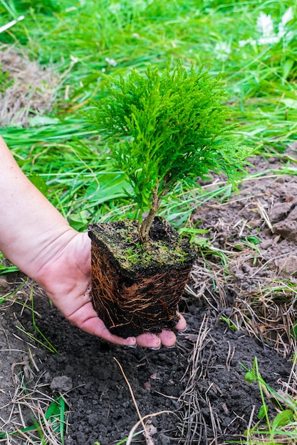 緑の小さな針葉樹の植物を持っている女性の手は、庭、森、公園に植える準備をしている草の自然の背景に地面に土のポットから芽を出します。環境にやさしい、オーガニック、エコロジーのコンセプト。