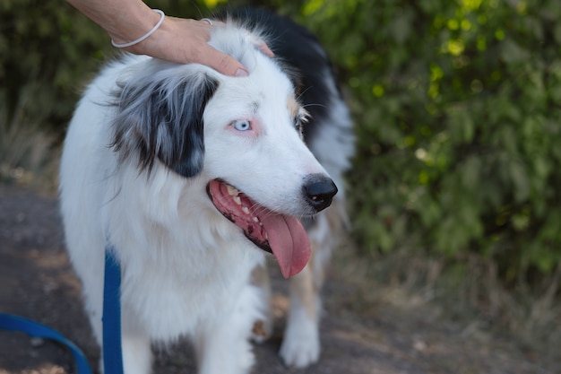 Foto pastore australiano dell'animale domestico delle mani della donna all'aperto estate. amore e amicizia tra uomo e animale. viaggia con animali domestici.