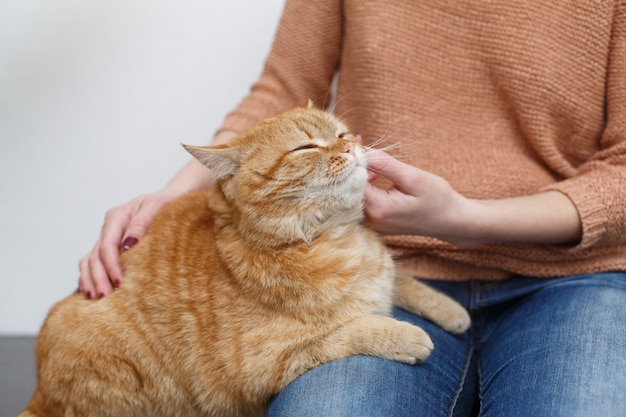 梨花の手が健康的な赤い猫をなでます。人間の手のケアとなでるふわふわ猫をクローズアップ。オーナーが面白い猫を撫でている手。ふわふわ飼いペット。ペットとライフスタイルのコンセプト