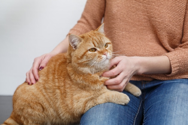 Le mani della donna che accarezzano il gatto rosso sano. cura della mano umana e accarezzando la fine lanuginosa del gatto su. mani del proprietario accarezzando il gatto divertente. soffice animale domestico. concetto di animali domestici e stile di vita