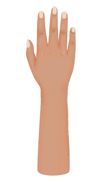 womans tanned png hand gesture illustration transparent background