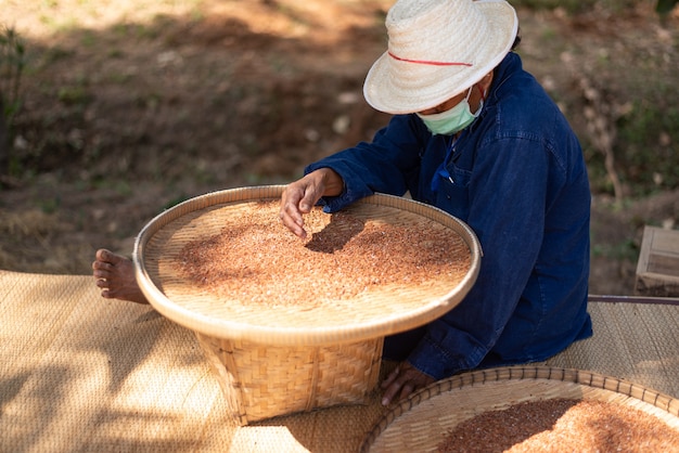 写真 タイでは女性が米の分離に取り組んでいます。