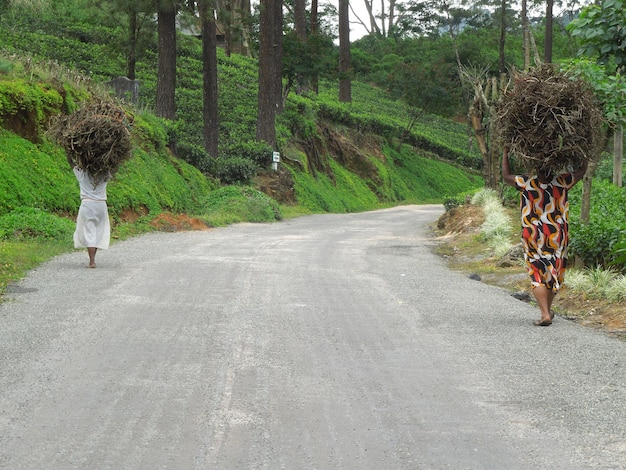 Photo women carrying brushwood