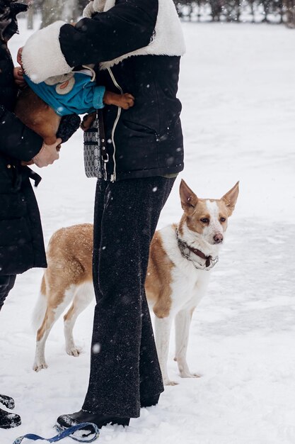 Women dressing up cute doggy and big one looking in snowy cold winter park adoption concept save animals space for text sweet moment