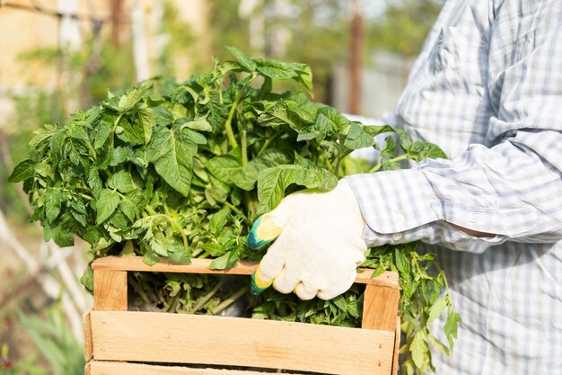 Women gardener holding wooden box with young fresh tomato seedling