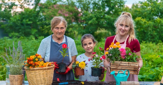 Women grandmother and granddaughter are planting flowers in the garden Selective focus