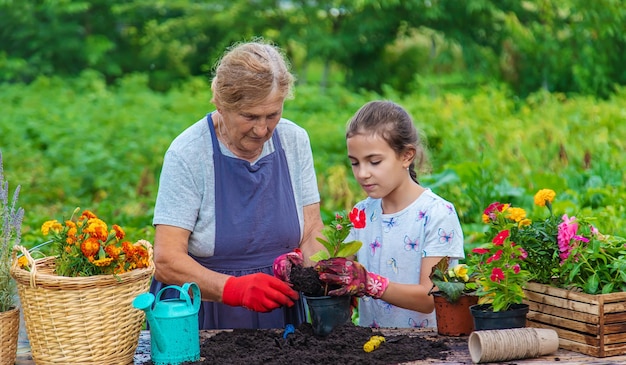 Women grandmother and granddaughter are planting flowers in the garden Selective focus