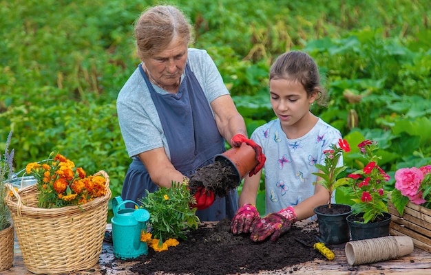 Women grandmother and granddaughter are planting flowers in the garden Selective focus