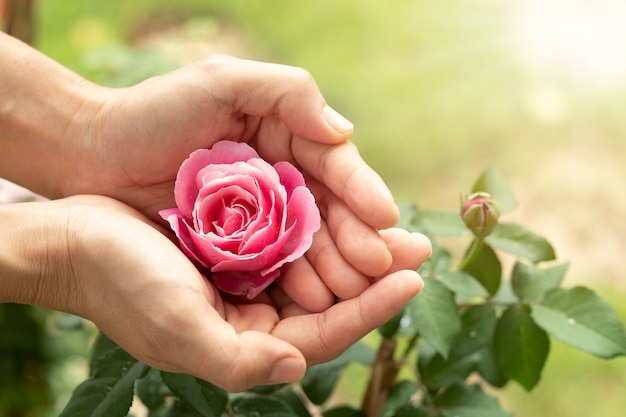 Photo women hands of agriculture and pink rose in the green garden. for valentines day.