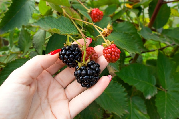 Women hands picking ripe blackberries close up. Blackberry branches of fresh berries in the garden.