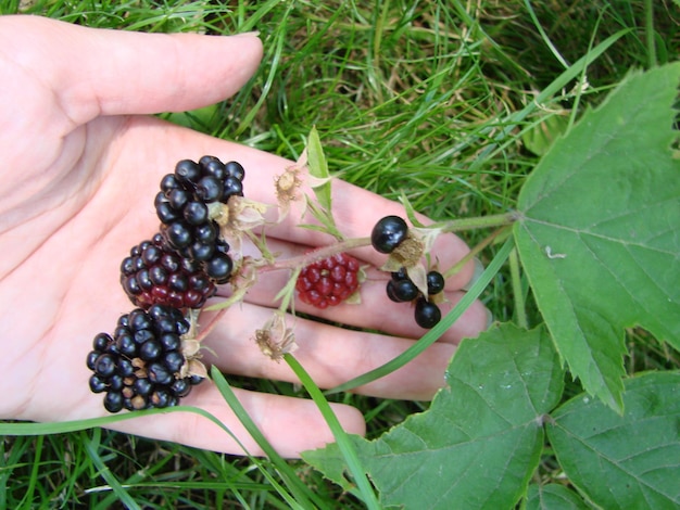 Women hands picking ripe blackberries close up shoot with bowl full of berries Blackberry branches of fresh berries in the garden Harvesting concept