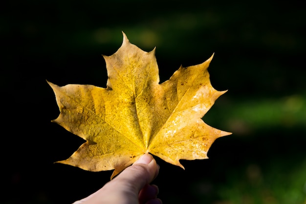 Women holds autumn yellow maple leaf