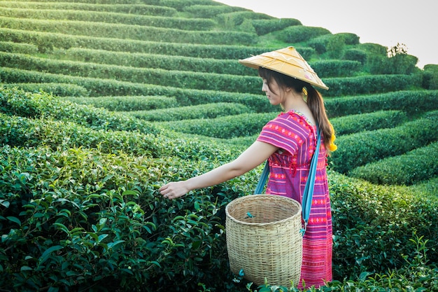 Women in local hill tribe holding young green tea leaves on hill in the evening 