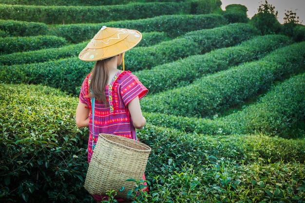 Women in local hill tribe holding young green tea leaves on hill in the evening 