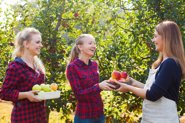 Women in the orchard. Apple garden and openspace market on the farm. Self collecting fruits on the farm market