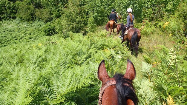 Donne a cavallo tra le piante della foresta