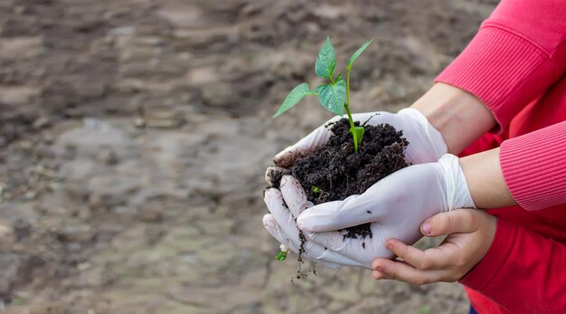 Women's and child's hands hold paprika plant with earth Early spring planting