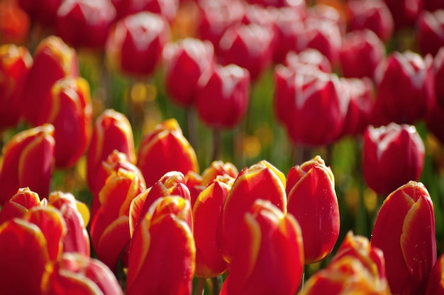 Women's day. Valentine's day. Spring tulips.