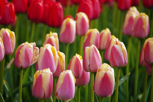 Women's day. Valentine's day. Spring tulips.