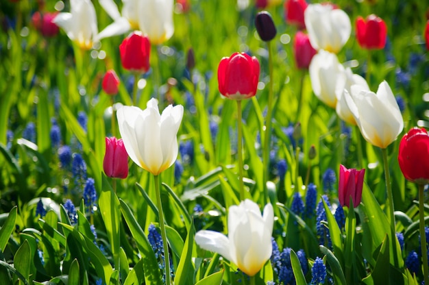 Women's day. Valentine's day. Spring tulips.