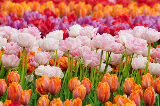 Photo women's day. valentine's day. spring tulips.