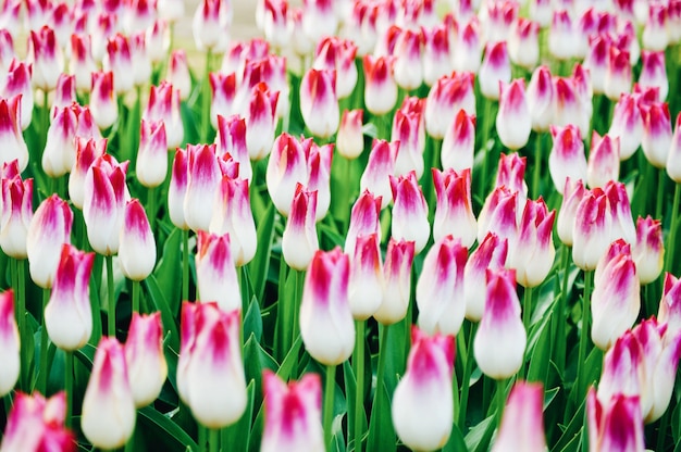 Women's day. Valentine's day. Spring tulips.