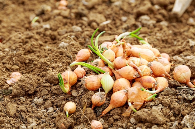 Women's hand in a blue glove planting onions in the garden