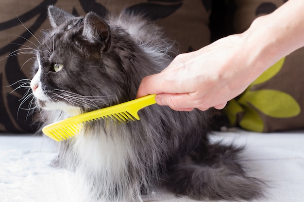 女性の手ブラシふわふわ猫