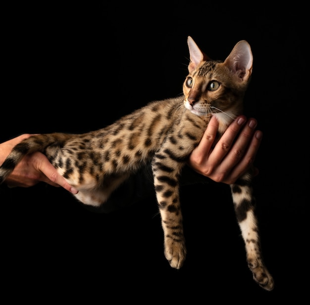 Women's hands are holding purebred Bengal cat.